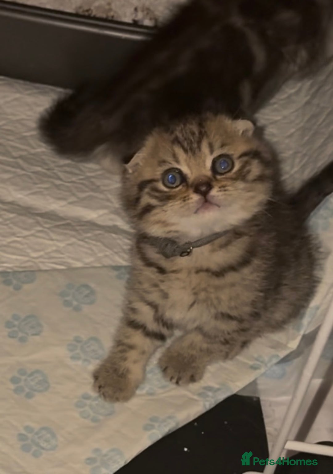 Scottish Fold cats for sale: Perfect Scottish fold x BSH kittens! - Image 10