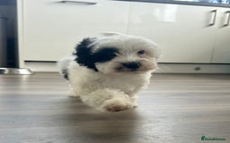 Havanese dogs for sale: Show quality litter of kc reg havanese puppies in Lincoln - Image 4