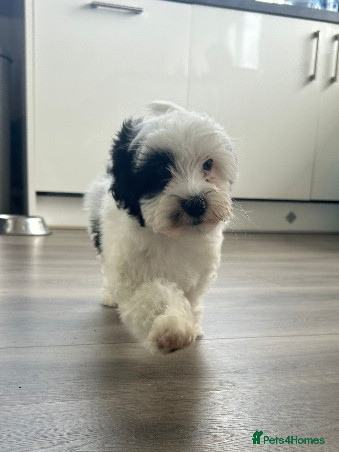Havanese dogs for sale: Show quality litter of kc reg havanese puppies in Lincoln - Image 4