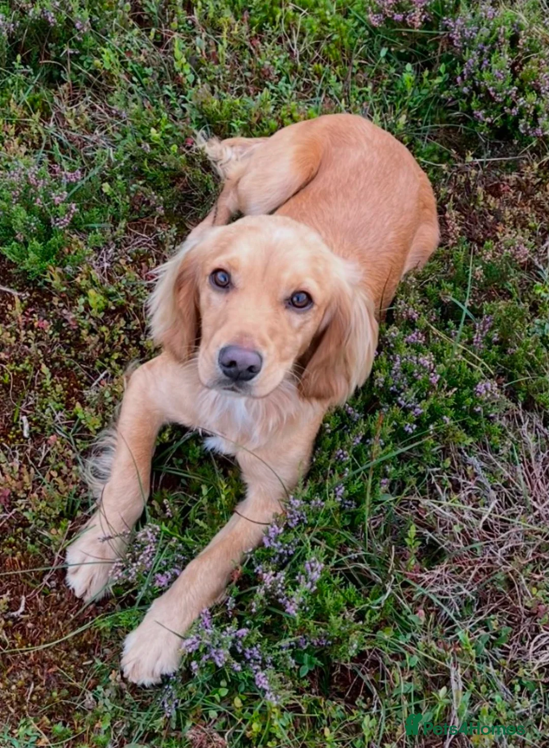 Cocker Spaniel dogs for sale: Gorgeous working cocker spaniel pups - Advert 5