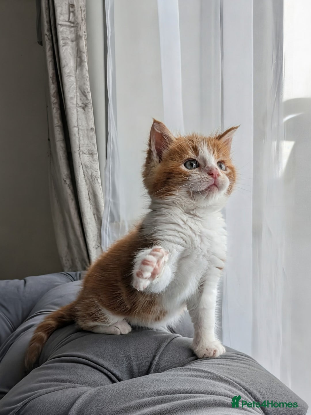 Maine Coon cats for sale: Maine Coon cross boy , ready 15th of October ber  - Image 8
