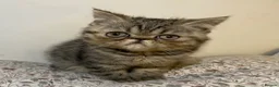 Exotic cats for sale: Exotic Persian  - Advert 1