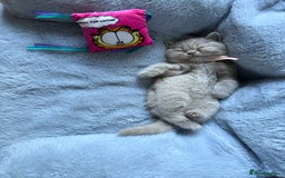 British Shorthair cats for sale: Champion Line British Shorthair Kittens - Image 20