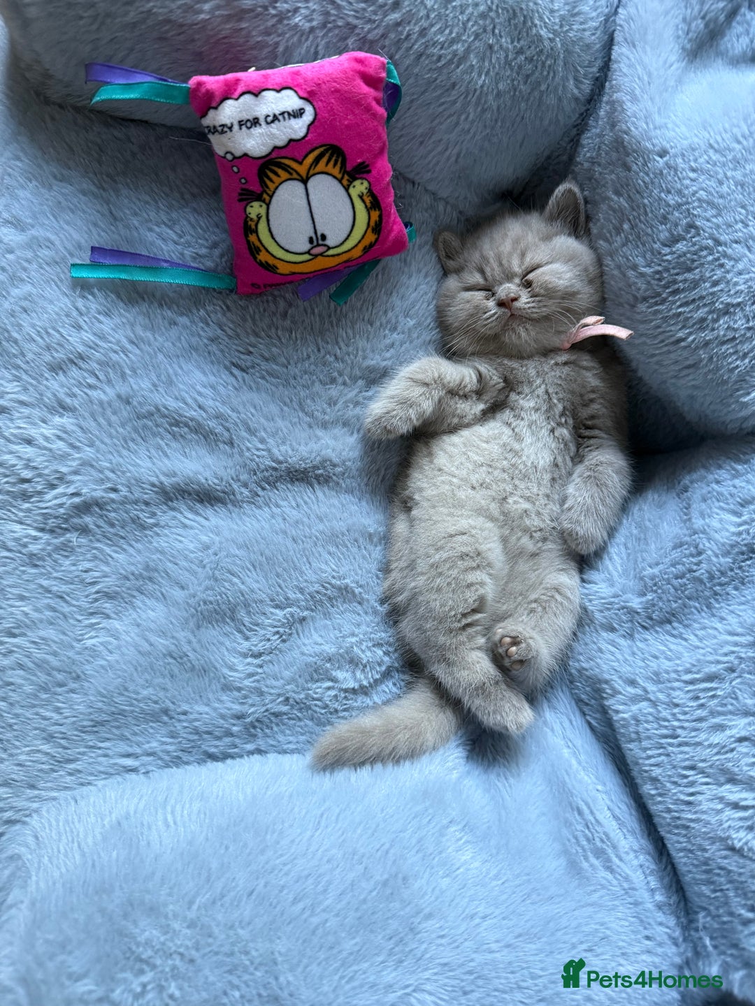 British Shorthair cats for sale: Champion Line British Shorthair Kittens - Image 20