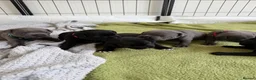 Staffordshire Bull Terrier dogs for sale: KC REG CHAMPION Staffordshire bull terrier puppies - Advert 17