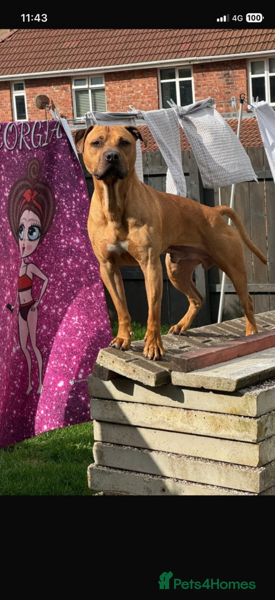 Mixed Breed dogs for sale: Bullherder Pups for Sale in Hartlepool - Advert 8