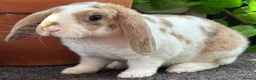 Mini Lop rabbits for sale: Mini Plush Lop - Hypoallergenic Fur. - Advert 3