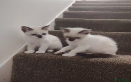 Mixed Breed cats for sale: FREE Blue eyes creamys kittens  - Image 6