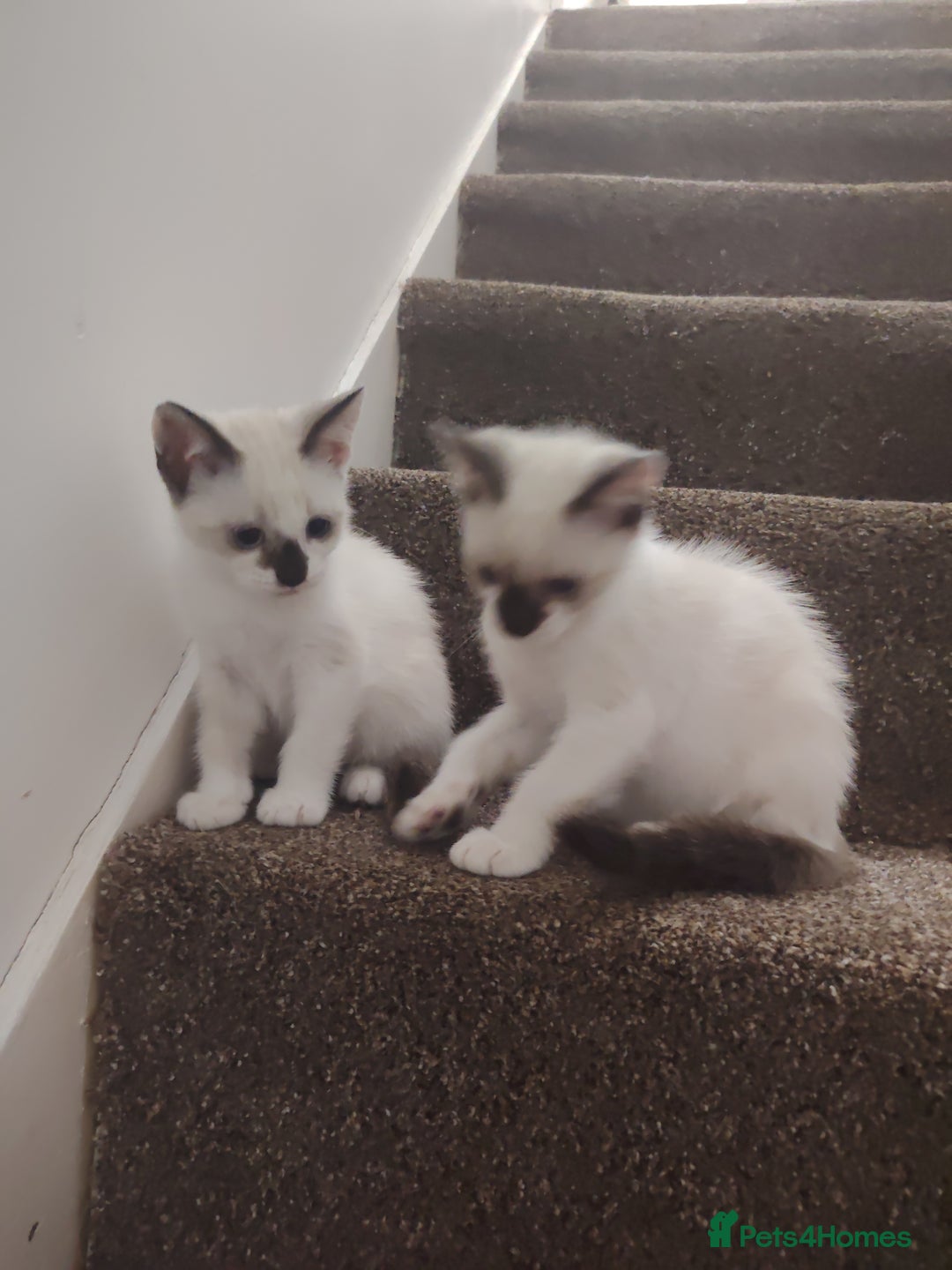 Mixed Breed cats for sale: FREE Blue eyes creamys kittens  - Image 6