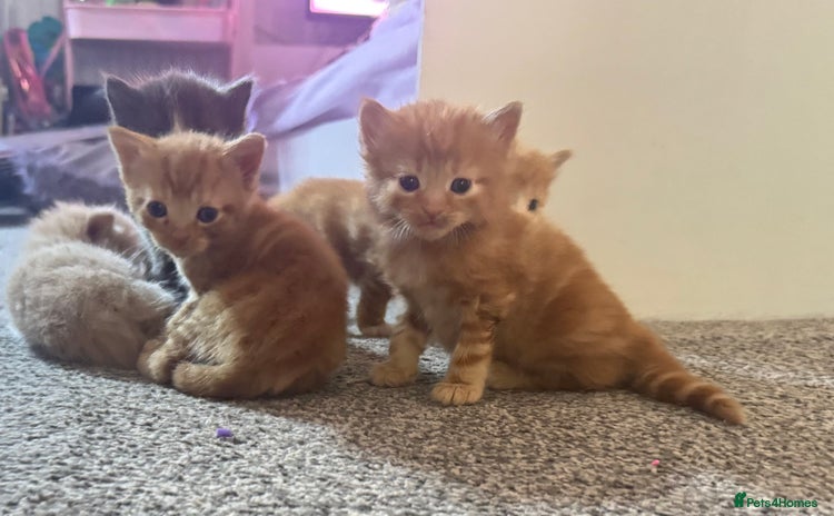 Mixed Breed cats - Advert 12