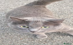 British Shorthair cats for sale: British short mix kitten  - Image 9