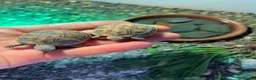 Tortoise reptiles for sale: Hatchling Herman’s tortoises  - Advert 1