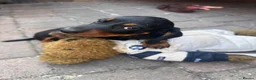 Dachshund dogs for sale: Dachshund  in Swadlincote - Advert 13