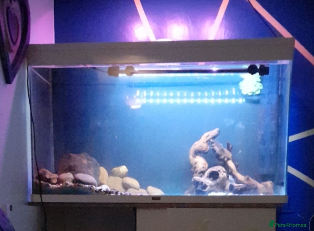Platies fish for sale: 300l tank with 5 platies - Image 2