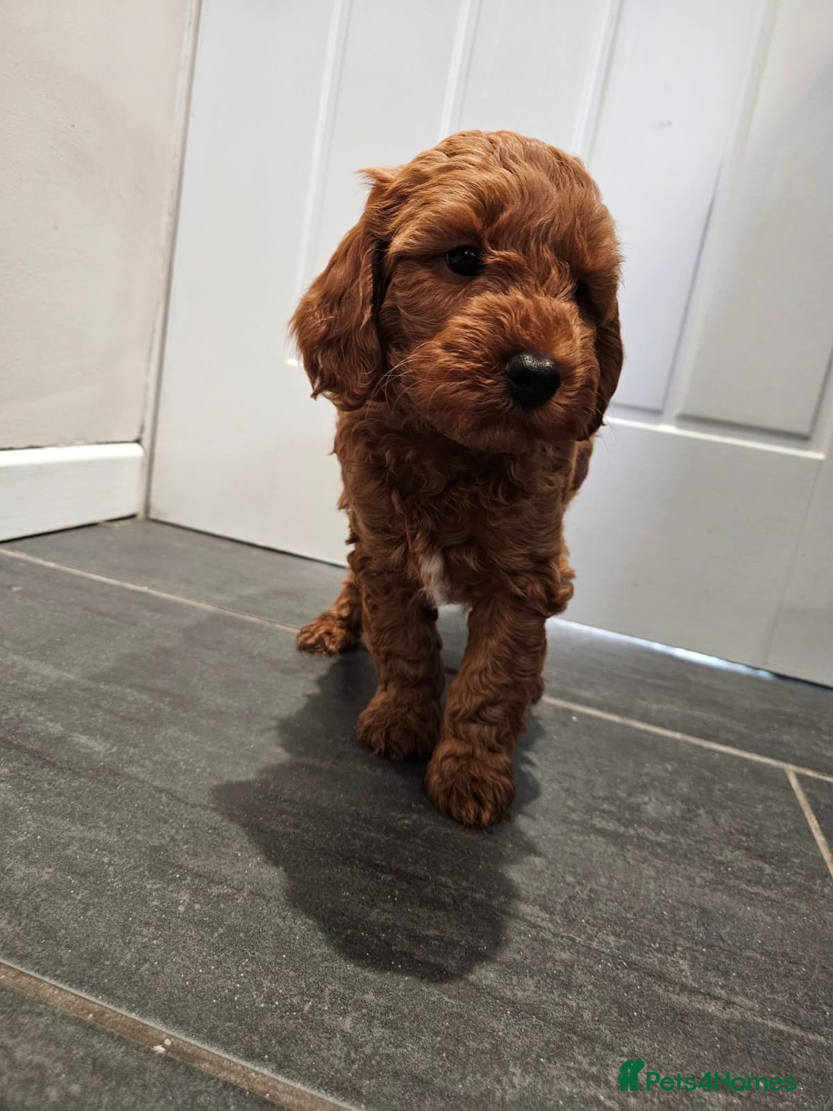 Cockapoo dogs 1 Cockapoo puppy, ready to leave!  - Advert 2