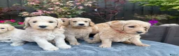 Goldendoodle dogs for sale: Beautiful Goldendoodle Puppies ready next week - Advert 9