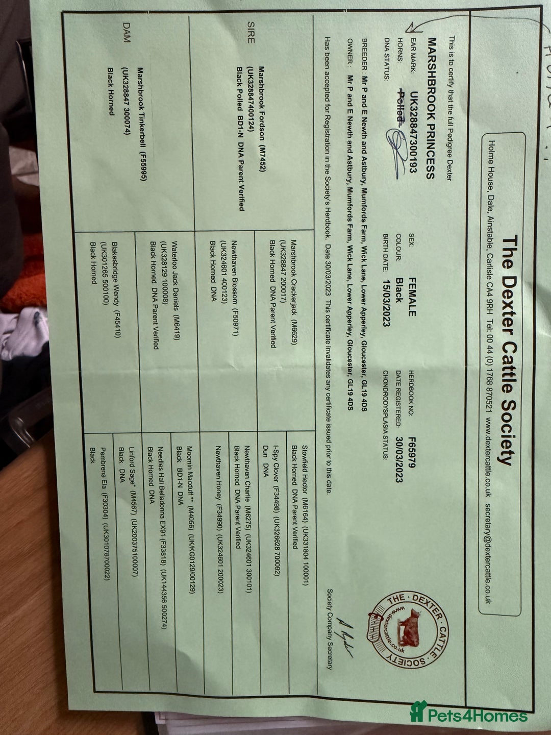 Cows & Bulls livestock for sale: 2 pedigree Dexter Heifers  - Advert 7