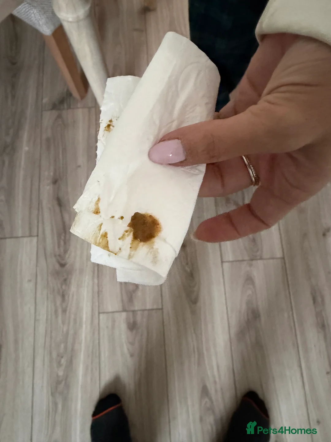 Toy Poodle dogs for sale: Stunning Asian toy poodle - Advert 6