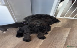 Bernedoodle dogs for sale: Berndoodle Puppy for Sale – 5 Months Old - Image 1