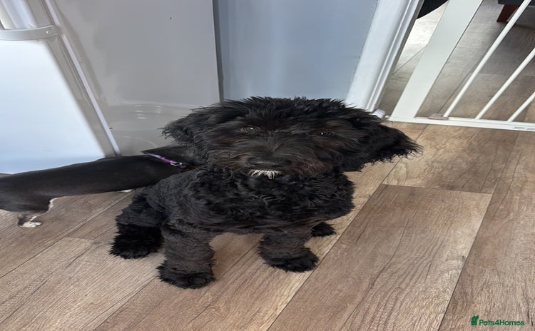 Bernedoodle dogs - Advert 1