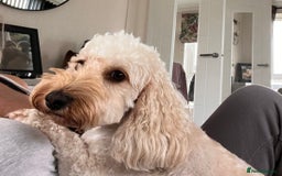 Cockapoo dogs for sale: Miniature cockapoo  - Image 2