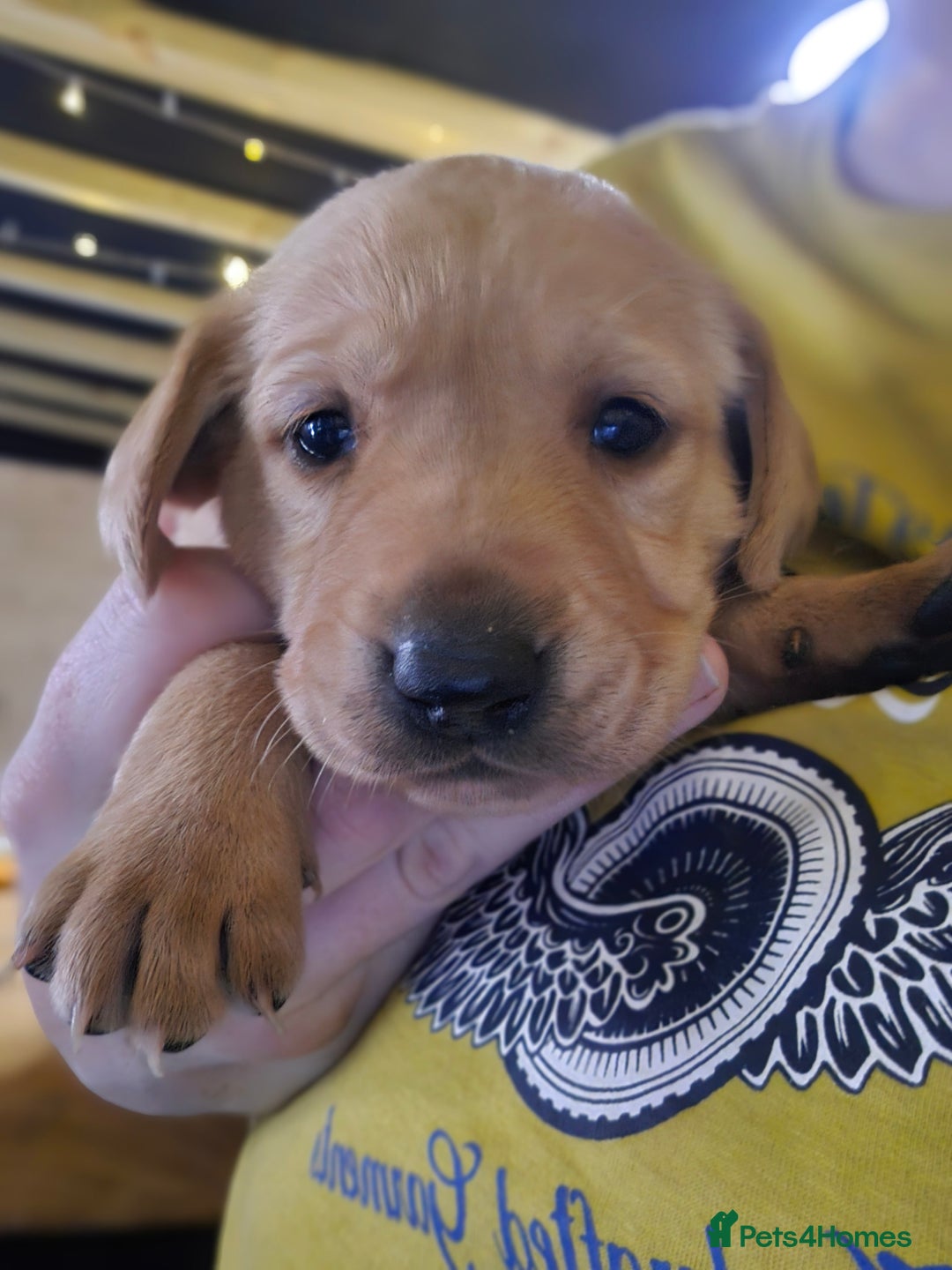 Labrador Retriever dogs for sale: Beautiful Labradors. Ready to go! - Advert 14