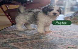 Poochon dogs for sale: Poochon pups stunning Rare colours - Image 10