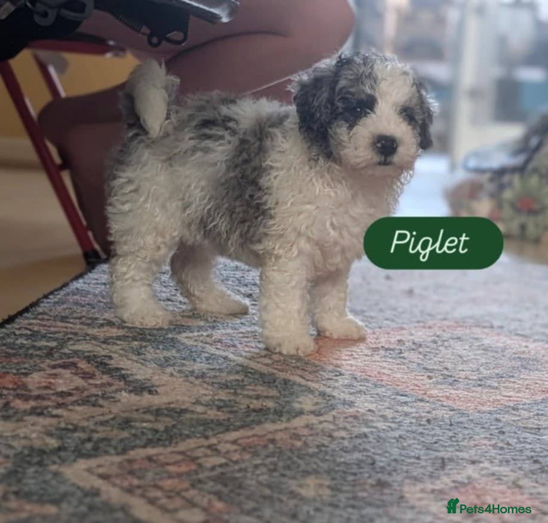 Poochon dogs for sale: Poochon pups stunning Rare colours - Image 10