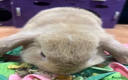 Mini Lop rabbits for sale: 🐰 Mini Lop Baby Bunnies for Sale 🐰 - Image 8