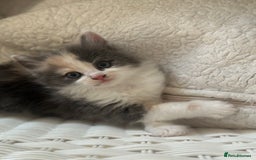 Ragdoll cats for sale: Gorgeous half pedigree Ragdoll kittens - Image 6