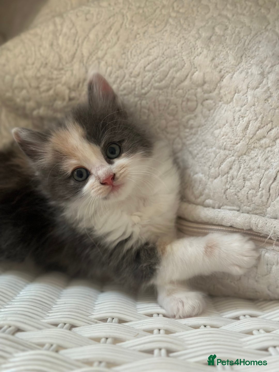 Ragdoll cats for sale: Gorgeous half pedigree Ragdoll kittens - Image 6