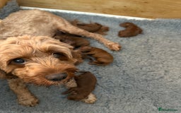 Cavapoo dogs for sale: Dark red Cavapoos ready for  the holidays. - Image 7