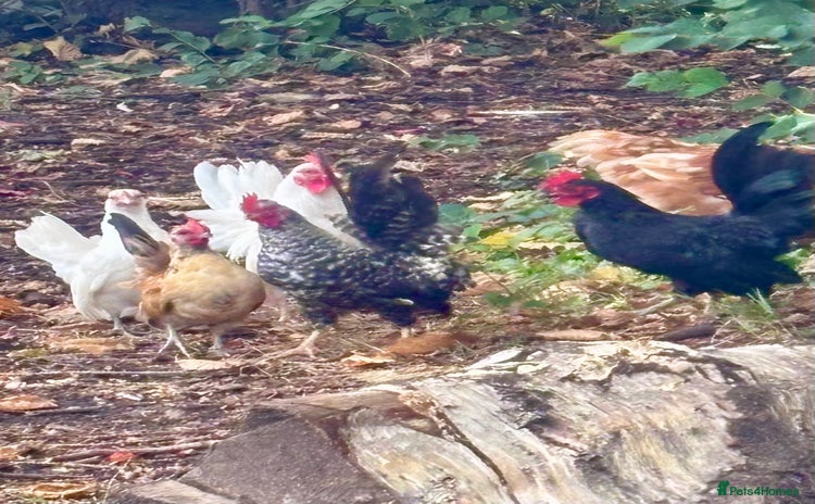 Chickens poultry - Advert 2