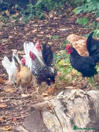 Chickens poultry - Advert 6
