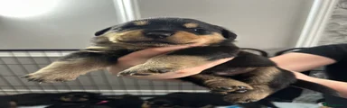 Rottweiler Puppy 1