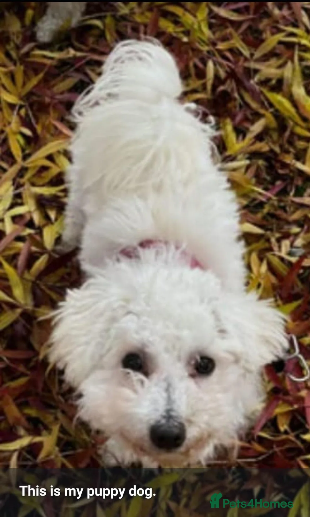 Maltipoo dogs for sale: My adorable, Lovely Maltipoo Puppy  in Leicester - Advert 15