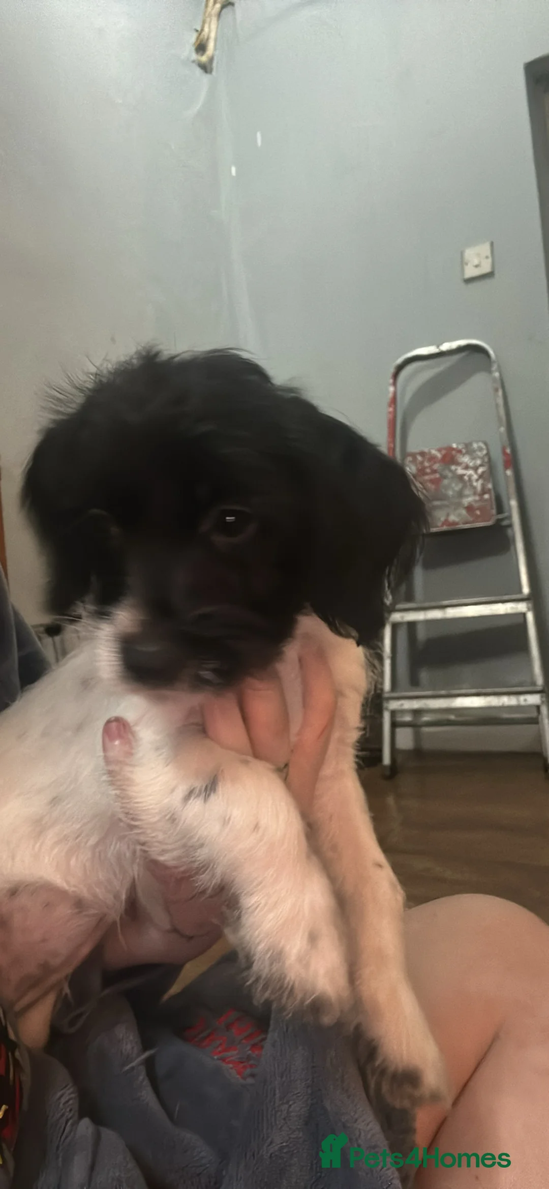 Mixed Breed dogs for sale: Puppy’s for sale  - Advert 4