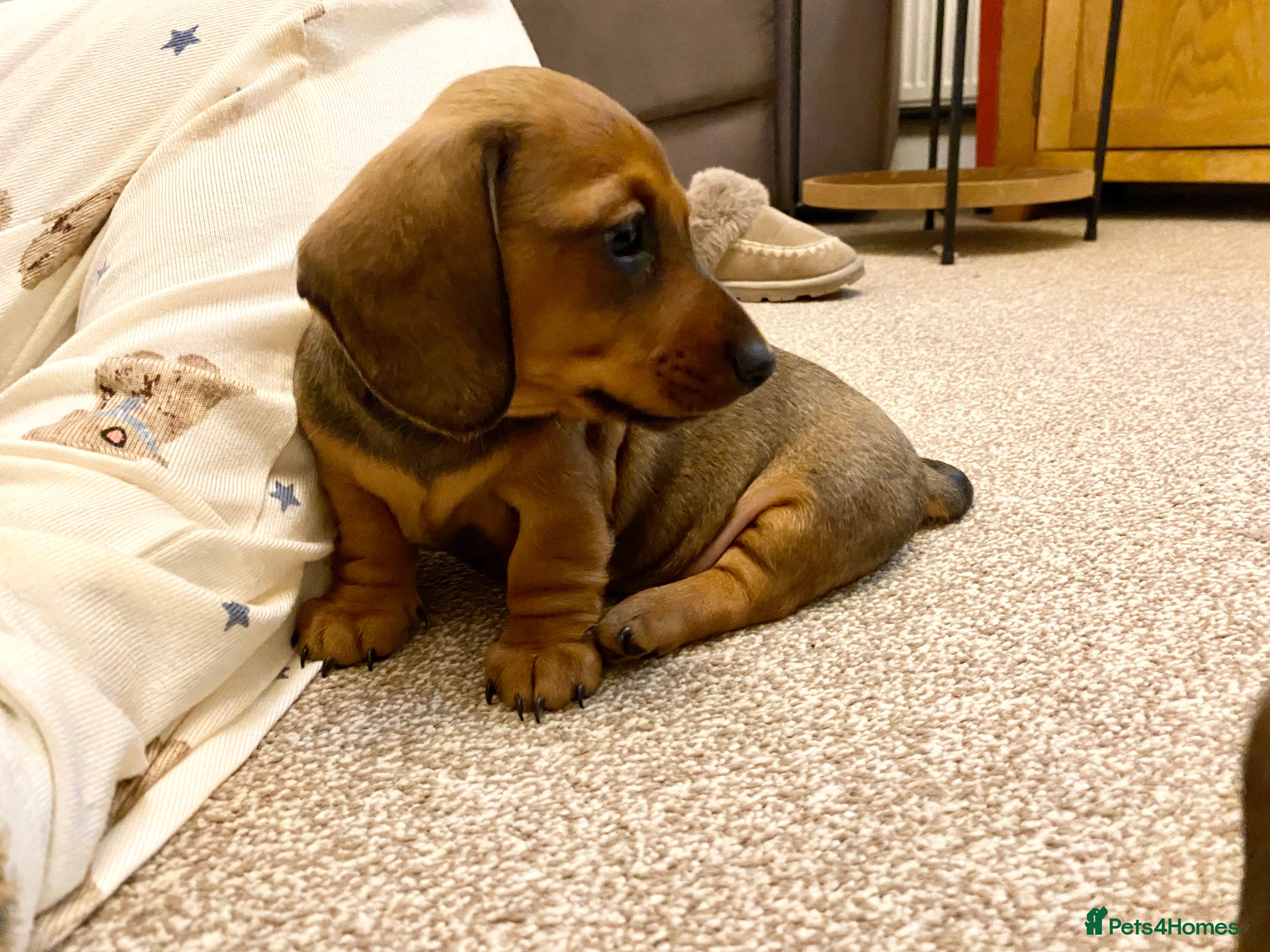 Miniature Dachshund dogs Miniature smooth hair dachshund puppies  - Advert 12