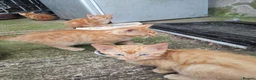 Mixed Breed cats for sale: Ginger Kittens for Sale in Ballymena - Advert 8