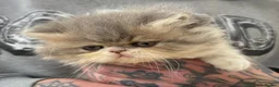 Persian cats for sale: Exotic long haired kittens male and female  - Advert 6