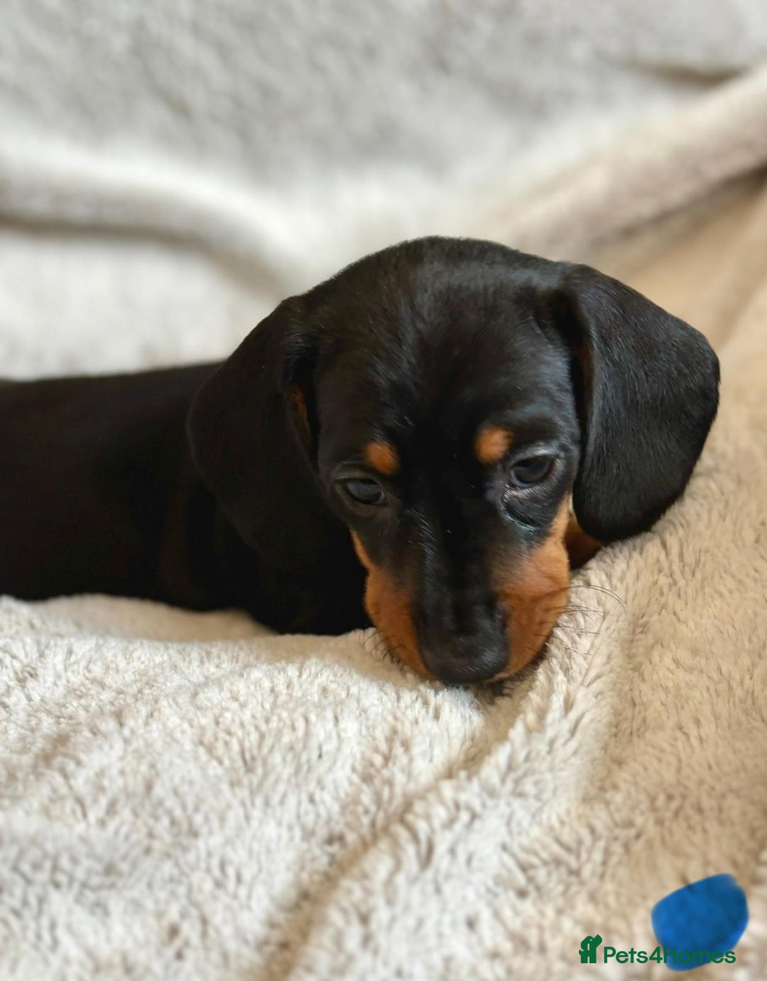 Miniature Dachshund dogs for sale: Adorable Miniature Dachshund Puppies - Image 7