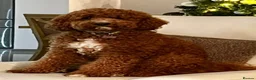 Australian Labradoodle dogs for sale: Multigenerational Australian Labradoodle Puppies - Advert 1