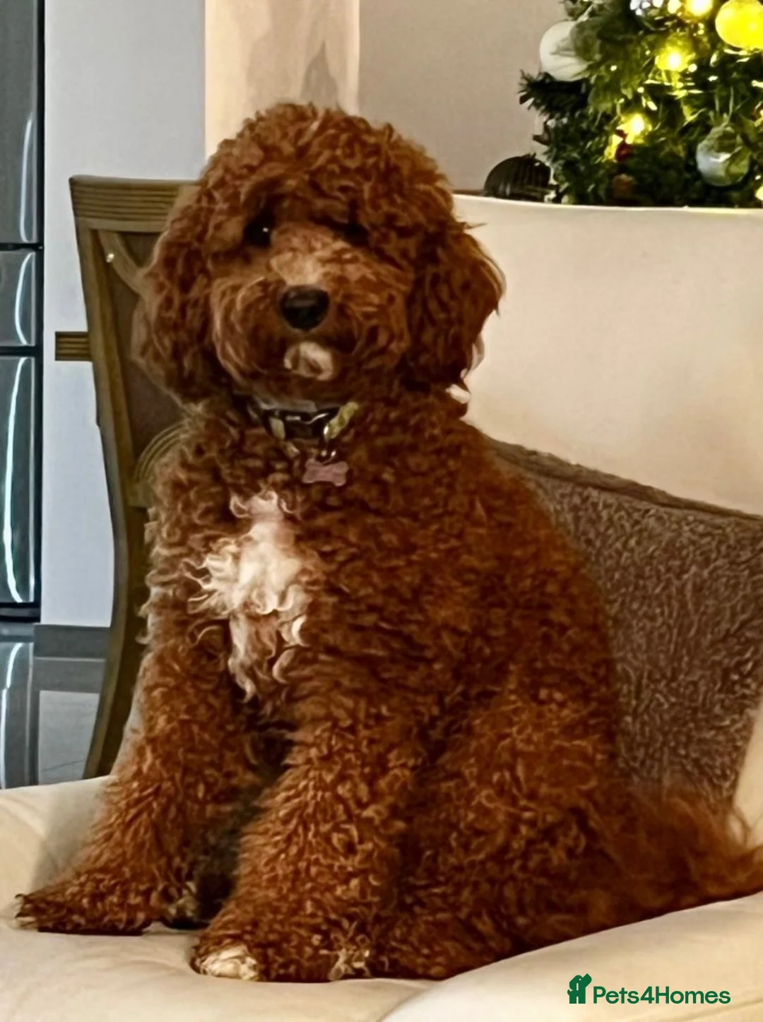 Australian Labradoodle dogs for sale: Multigenerational Australian Labradoodle Puppies - Advert 1
