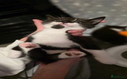Domestic Shorthair cats for sale: 2 Beautiful Kittens - Uno & Bandana (8 Weeks  Old) - Image 2