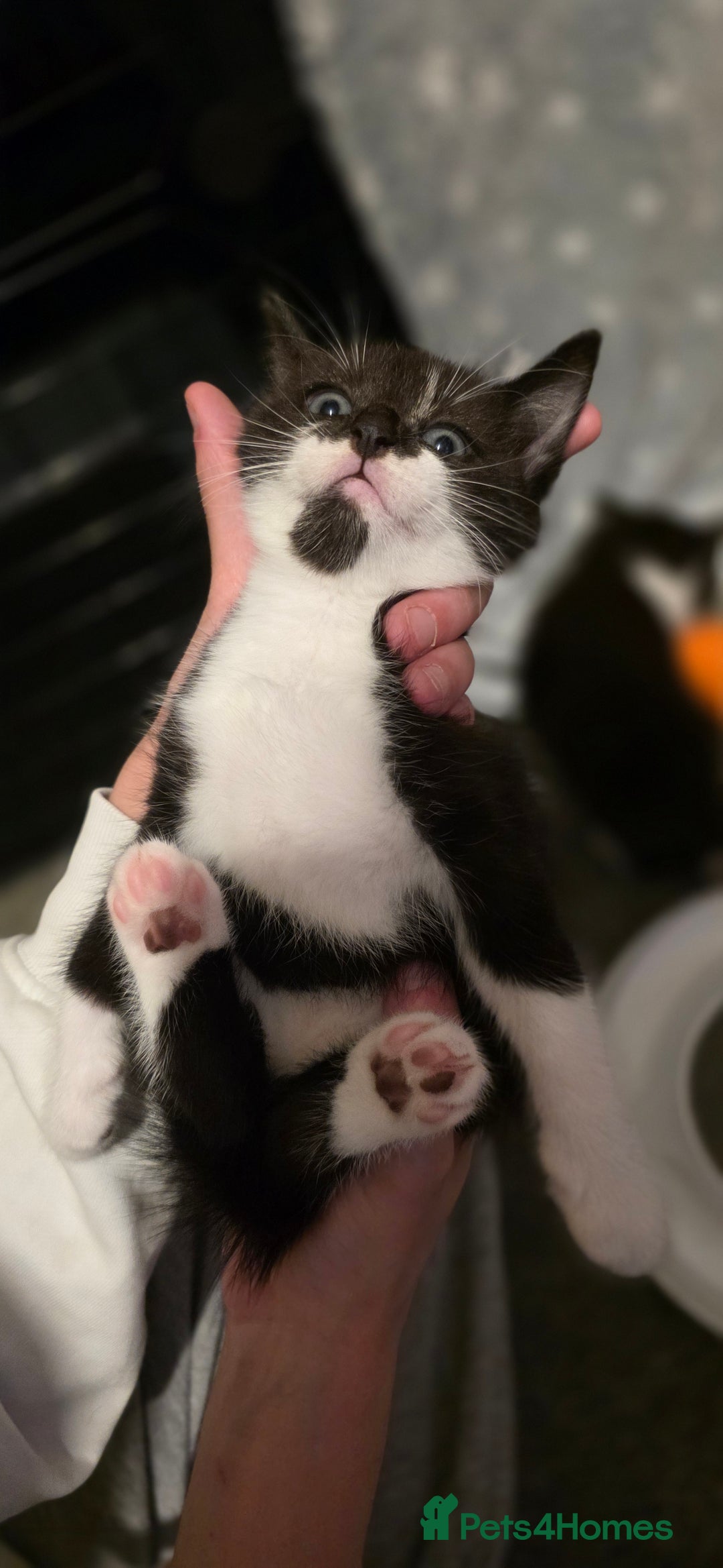 Domestic Shorthair cats for sale: 2 Beautiful Kittens - Uno & Bandana (8 Weeks  Old) - Image 2