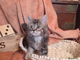 Mixed Breed cats Stunning medium hair kittens - Advert 6