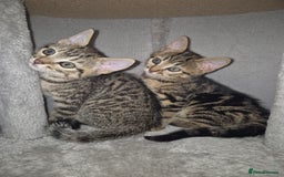 Mixed Breed cats for sale: 4 adorable kittens - Image 2