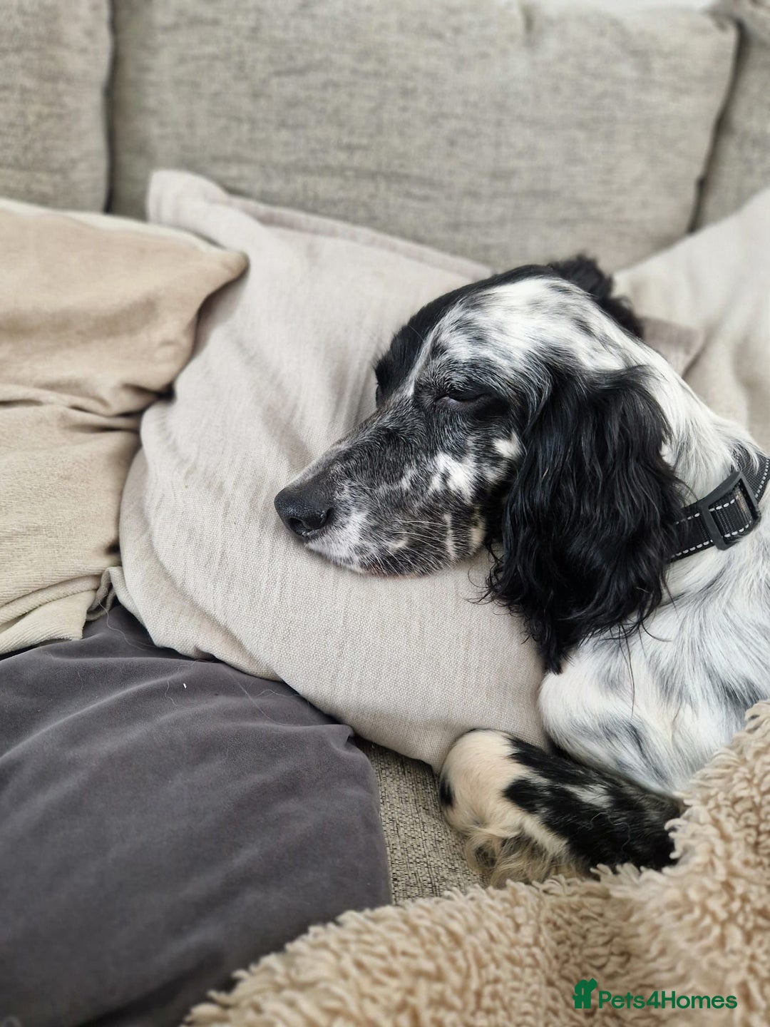 English Setter dogs for adoption: Tae   - Advert 18