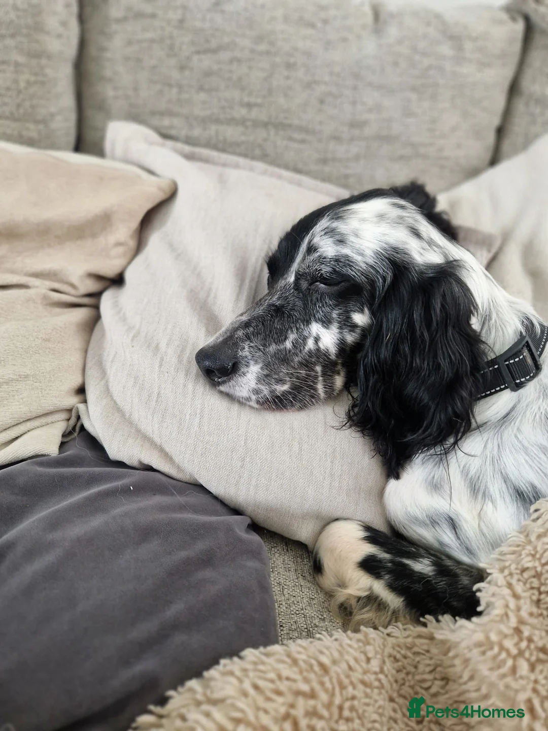 English Setter dogs for adoption: Tae   - Advert 18