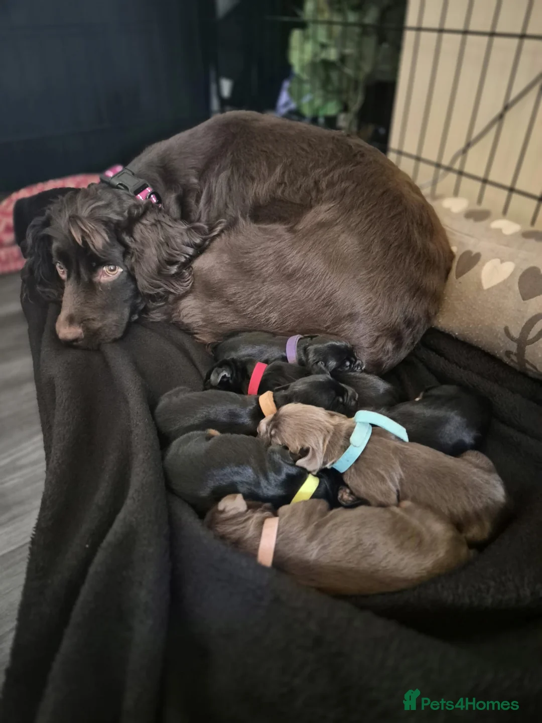 Sprocker dogs for sale: Exceptional home reared sprocker spaniel puppies.  - Advert 12